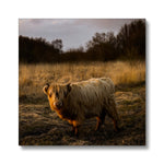 Highland Cow Canvas