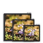 Wild Violets Framed Canvas
