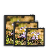 Wild Violets Framed Canvas