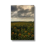 Rhossili Sunflowers Canvas