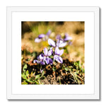 Wild Violets Framed & Mounted Print