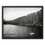 Swan Lake Framed Canvas