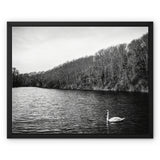 Swan Lake Framed Canvas