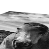 Whitesands Pony Canvas