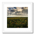 Rhossili Sunflowers Framed & Mounted Print