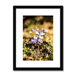 Wild Violets Framed & Mounted Print