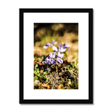 Wild Violets Framed & Mounted Print