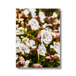Sea Campion Canvas