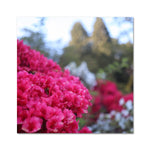 Clyne Gardens Fine Art Print