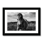 Whitesands Pony Framed & Mounted Print