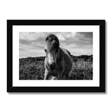Whitesands Pony Framed & Mounted Print