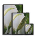 Lysichiton Framed Canvas
