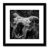 Horns Framed & Mounted Print
