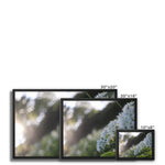 Tilia Cordata Framed Canvas