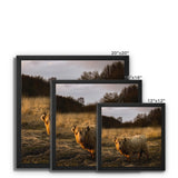 Highland Cow Framed Canvas