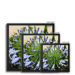 African Lily Framed Canvas