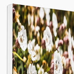 Sea Campion Canvas