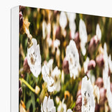 Sea Campion Canvas