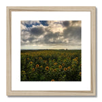 Rhossili Sunflowers Framed & Mounted Print