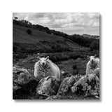 Llyn y Fan Sheep Canvas