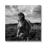 Whitesands Pony Canvas