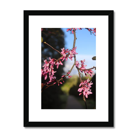 Pink Cercis Framed & Mounted Print