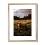 Highland Cow Framed & Mounted Print