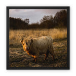Highland Cow Framed Canvas