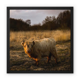 Highland Cow Framed Canvas