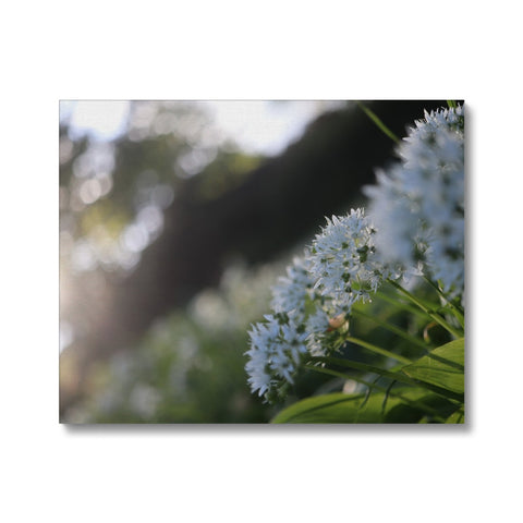 Tilia Cordata Canvas