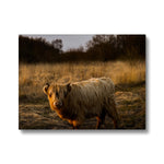 Highland Cow Canvas