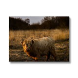 Highland Cow Canvas