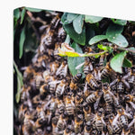 The Hive Canvas
