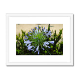 African Lily Framed & Mounted Print