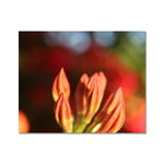 Fiore Italiano Fine Art Print