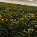 Rhossili Sunflowers Canvas