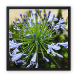 African Lily Framed Canvas