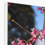 Pink Cercis Canvas