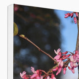 Pink Cercis Canvas
