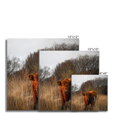 Welsh Cow Fine Art Print
