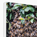 The Hive Canvas