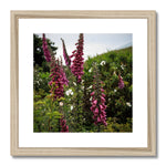 Foxgloves Framed & Mounted Print