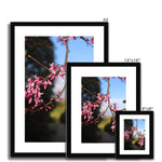 Pink Cercis Framed & Mounted Print