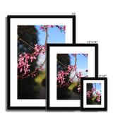 Pink Cercis Framed & Mounted Print