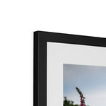 Foxgloves Framed & Mounted Print