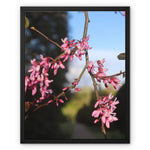 Pink Cercis Framed Canvas