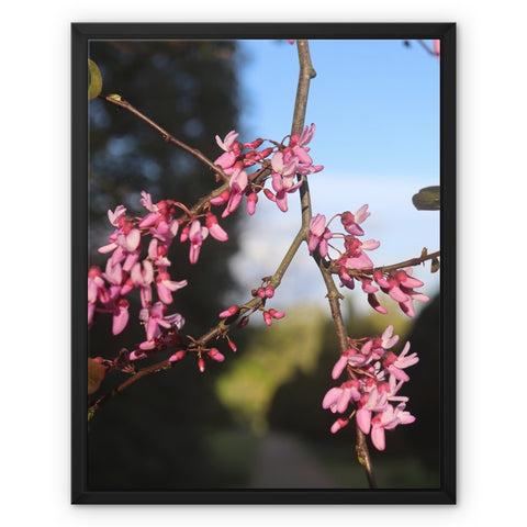 Pink Cercis Framed Canvas