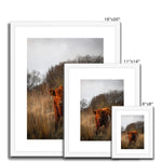 Welsh Cow Framed & Mounted Print