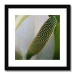Lysichiton Framed & Mounted Print