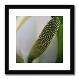 Lysichiton Framed & Mounted Print